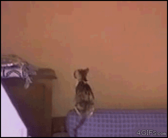 kot pająk