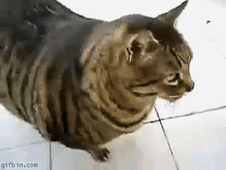 obalam się