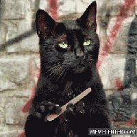 To tylko czarny kot. Przeglądaj dalej