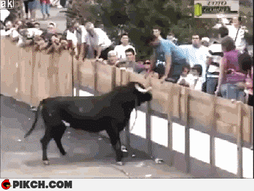 Nie dyskutuj z bykiem...