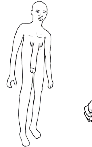 Bodowa anatomiczna...